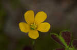 Tufted yellow woodsorrel